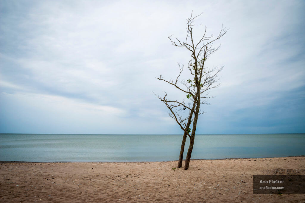 lonely tree by the sea, latvia