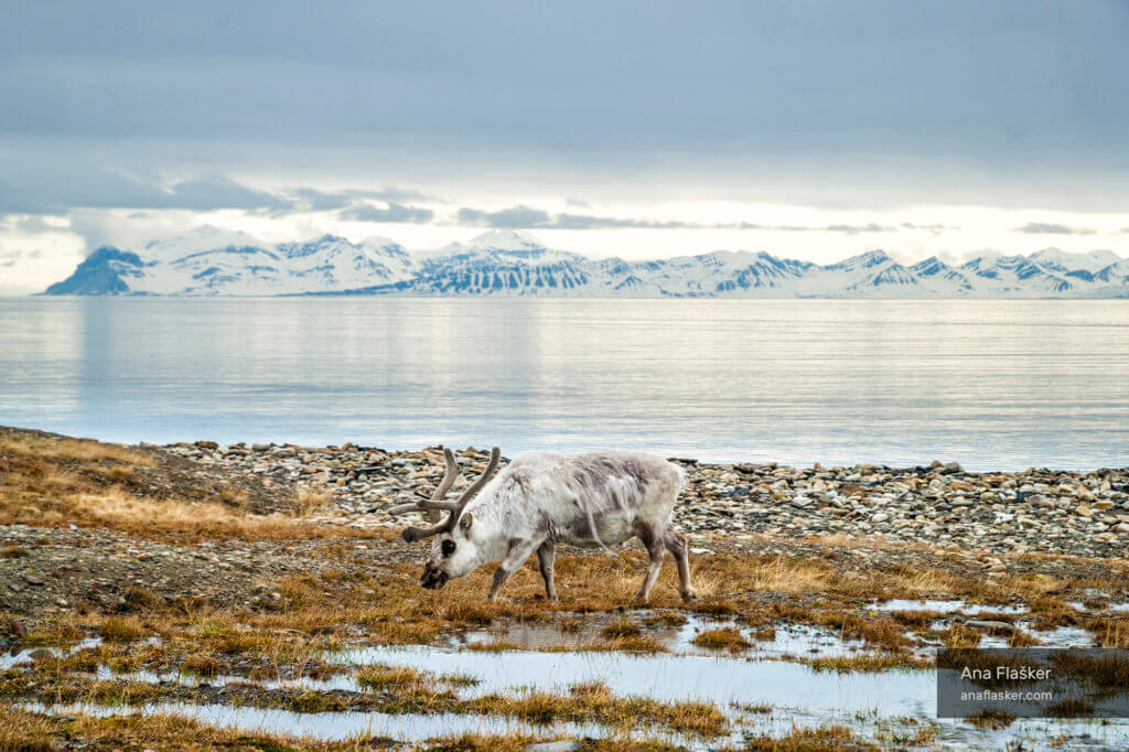 Raindeer Svalbard Arctic