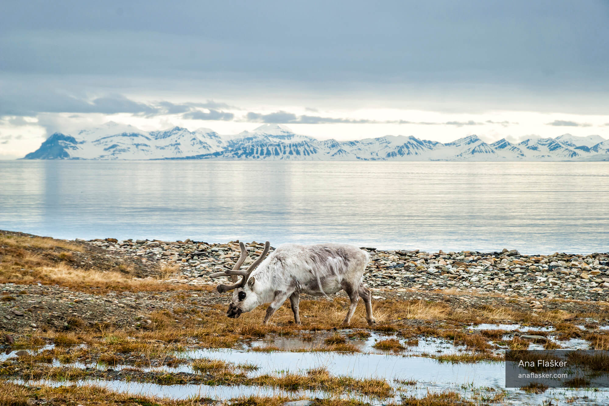 Raindeer Svalbard Arctic