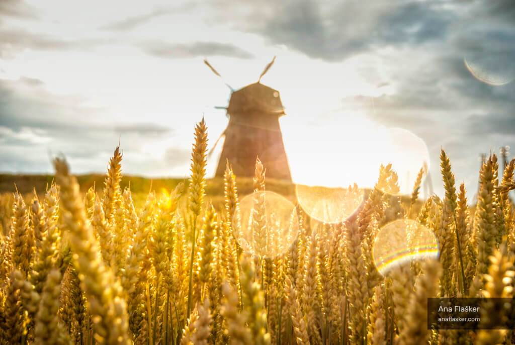 Golden fields wind mill