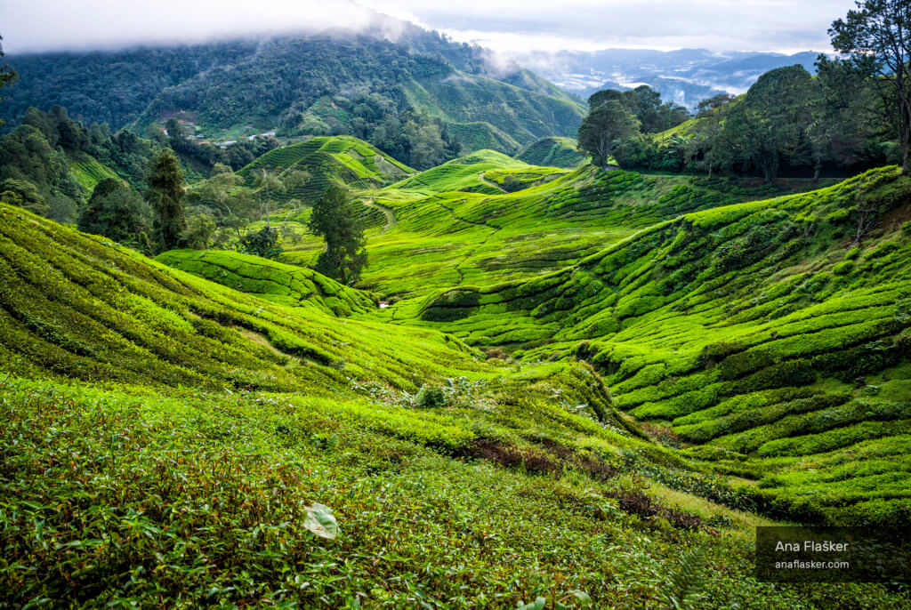 tea plantations, cameron highlands