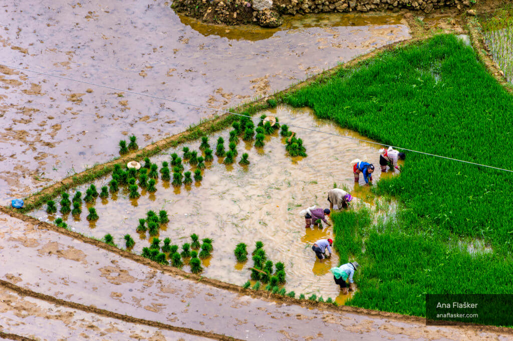 rice paddies, sapa, vietnam